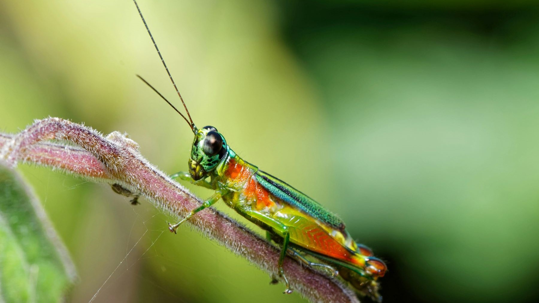 nueva especie de saltamontes en Ecuador con colores llamativos