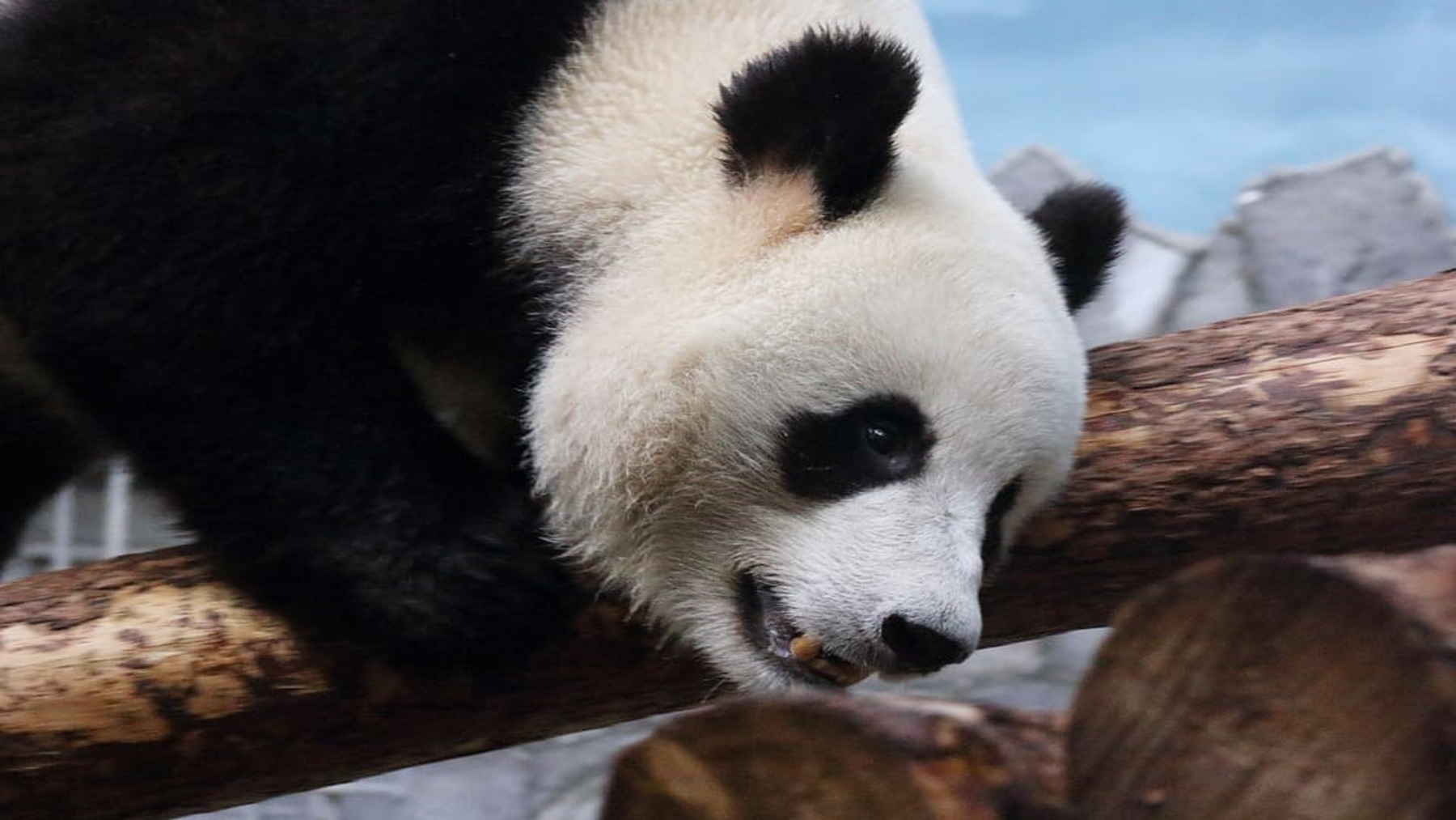 Pandas del zoo de Berlín comiendo árboles de Navidad en un desayuno especial