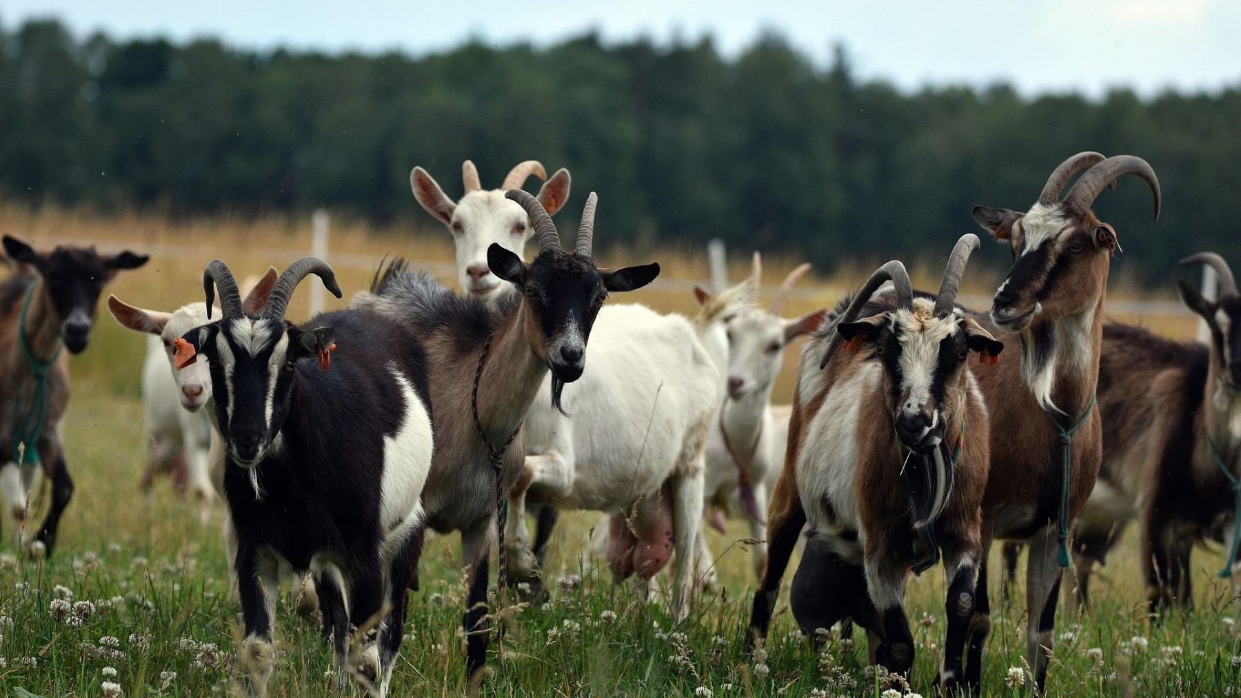 pastoreo ecológico con cabras para prevenir incendios en Xàbia
