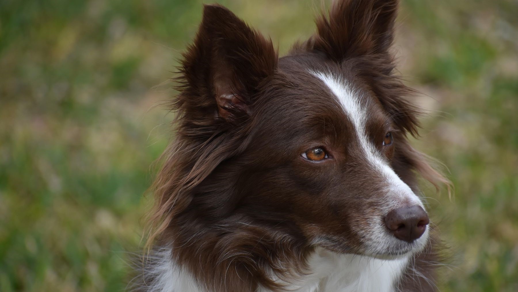 Estrategia Andaluza contra el Veneno con unidad canina especializada