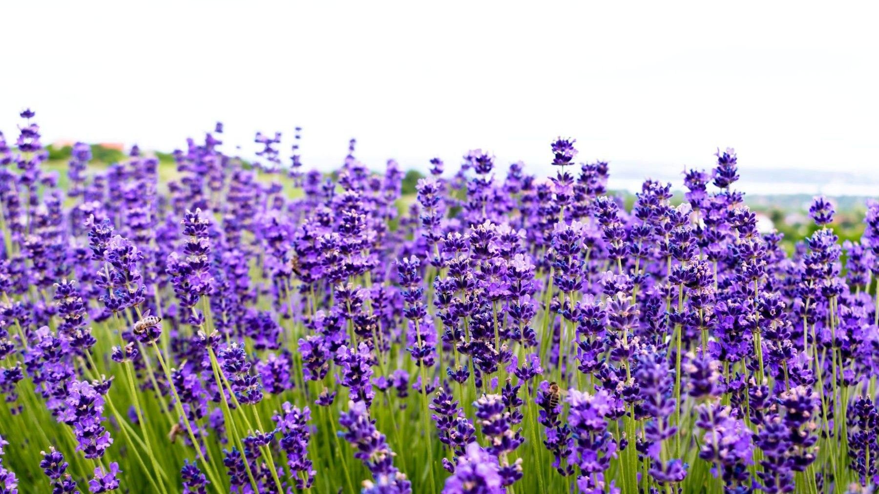 Plantas aromáticas y medicinales de Castilla y León