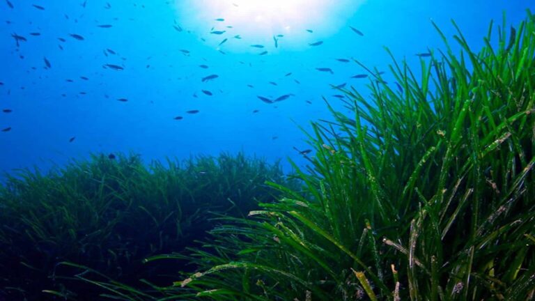 posidonia oceanica praderas marinas inteligencia artificial satélite mediterráneo