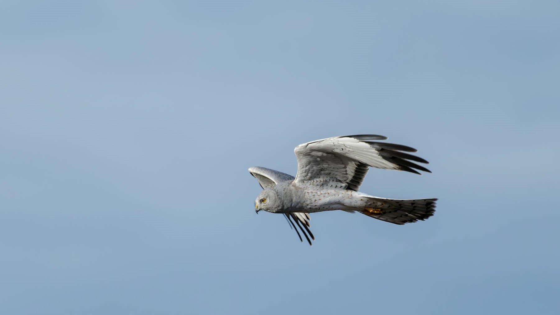 Aguilucho cenizo protegido en un campo cerealista dentro del proyecto LIFE SOS Pygargus