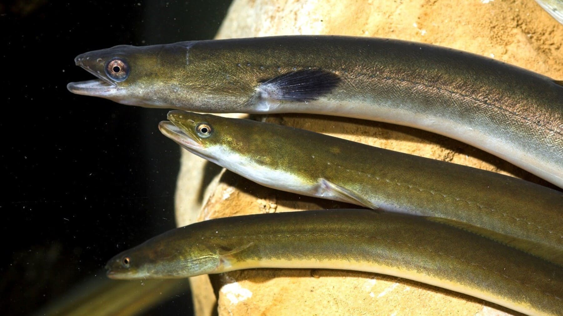 Anguila europea en peligro crítico marcada en el proyecto GePescArt-2