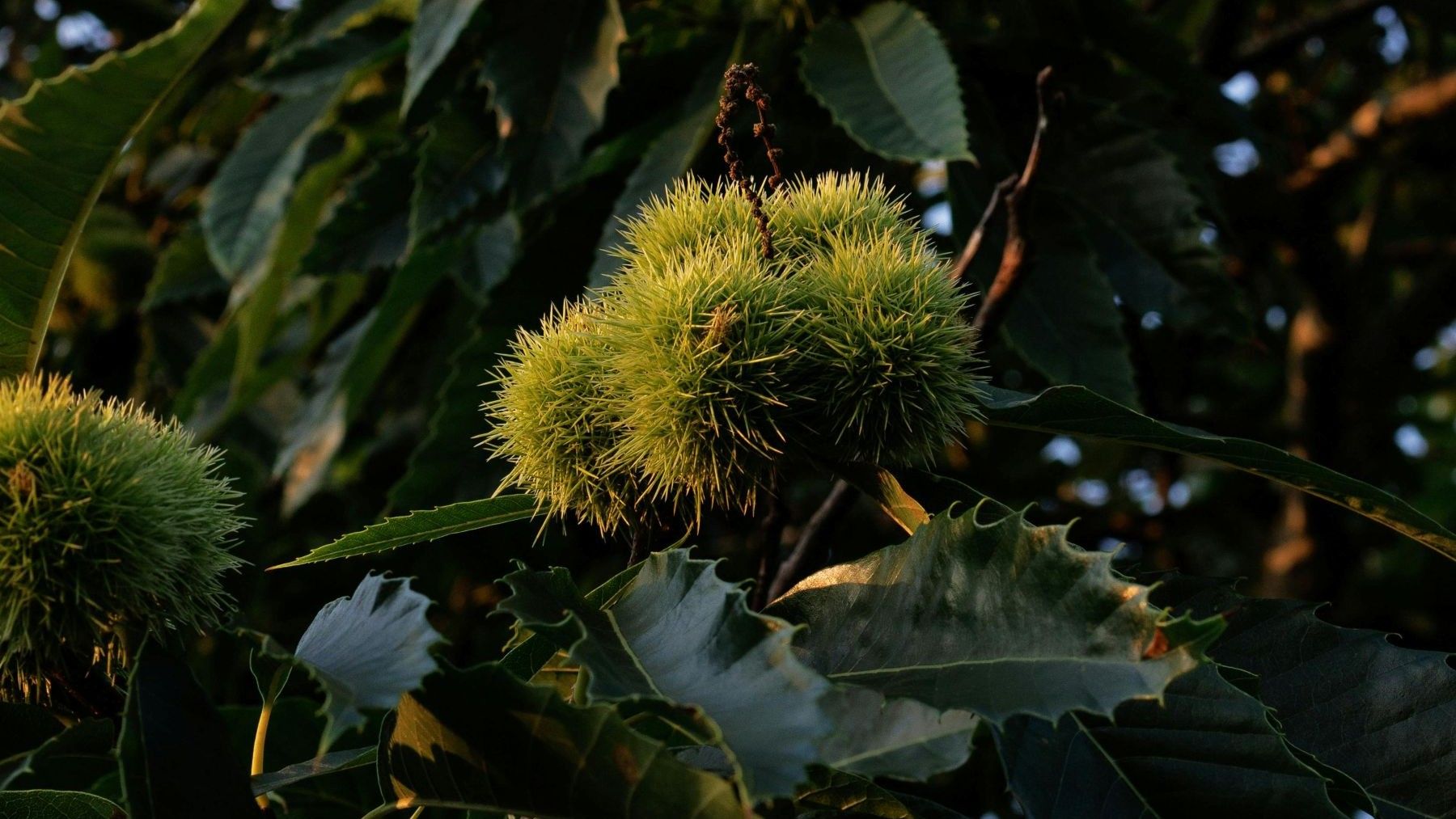 reforestación con castaños en Tenerife tras el incendio forestal
