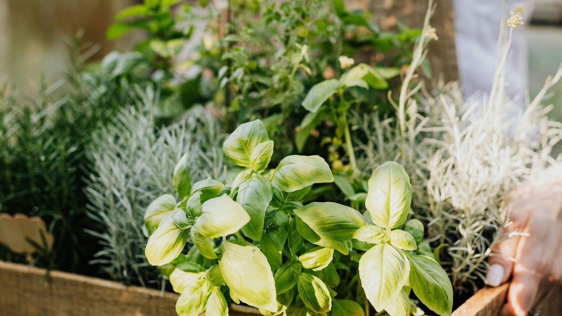 Poliniza Cáceres 2031 reparte plantas aromáticas para proteger polinizadores