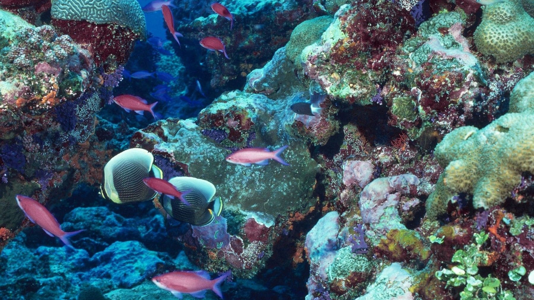 arrecifes de coral en las Seychelles afectados por el blanqueamiento