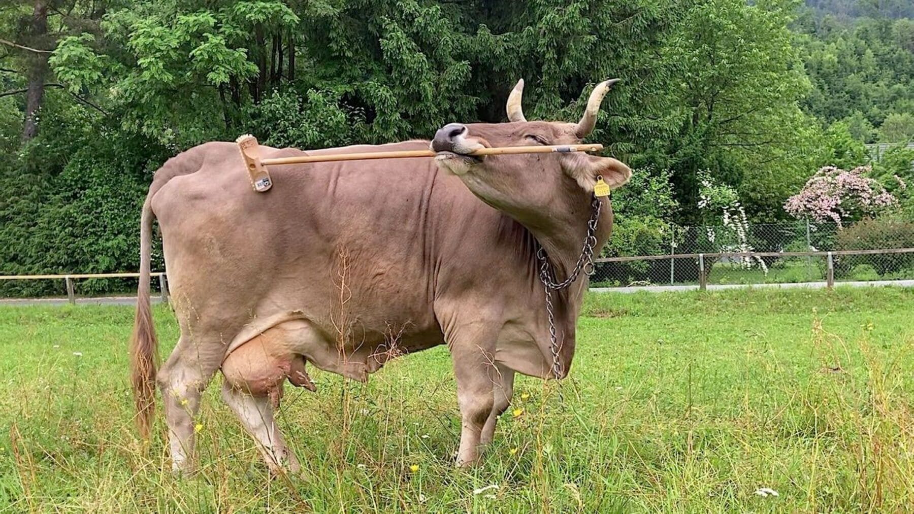 Inteligencia de las vacas usando herramientas