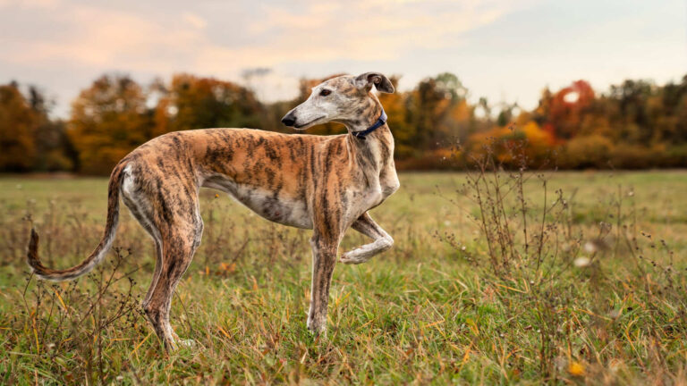 Caza furtiva con galgos y visor térmico en Segovia