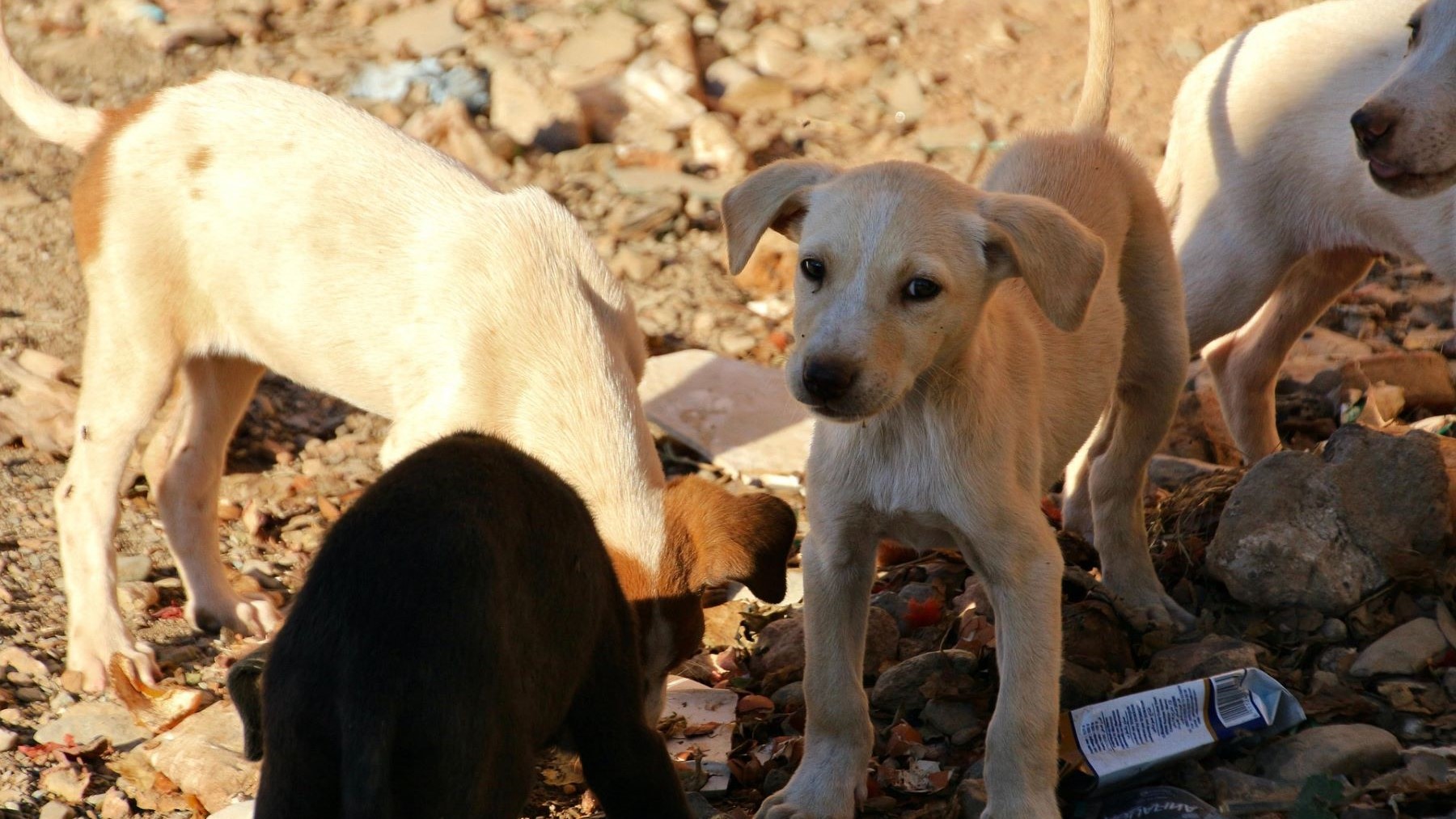 Campaña de vacunación y esterilización de perros callejeros en Egipto