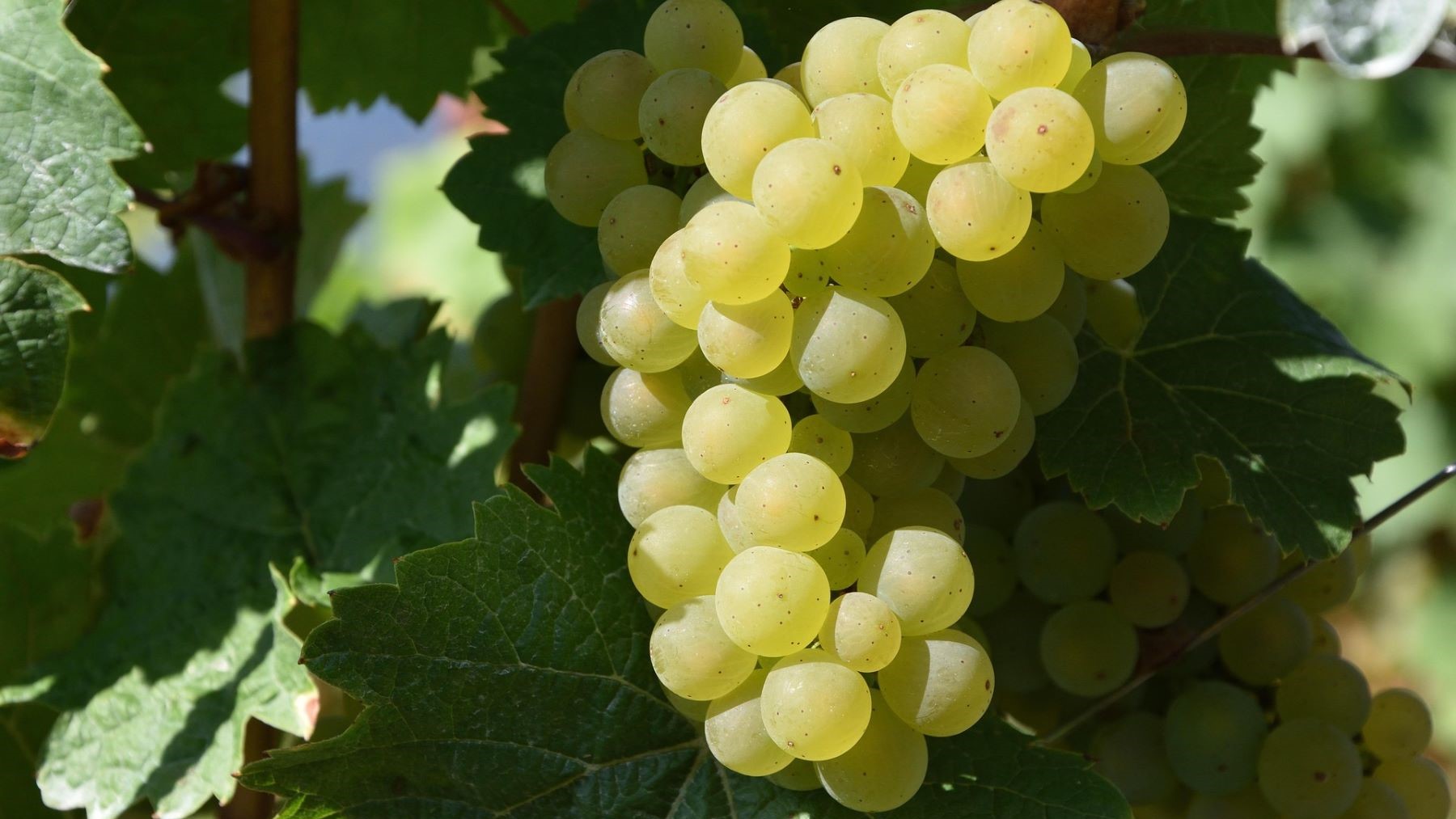 producción ecológica en Cataluña en viñedos y cooperativas agrarias