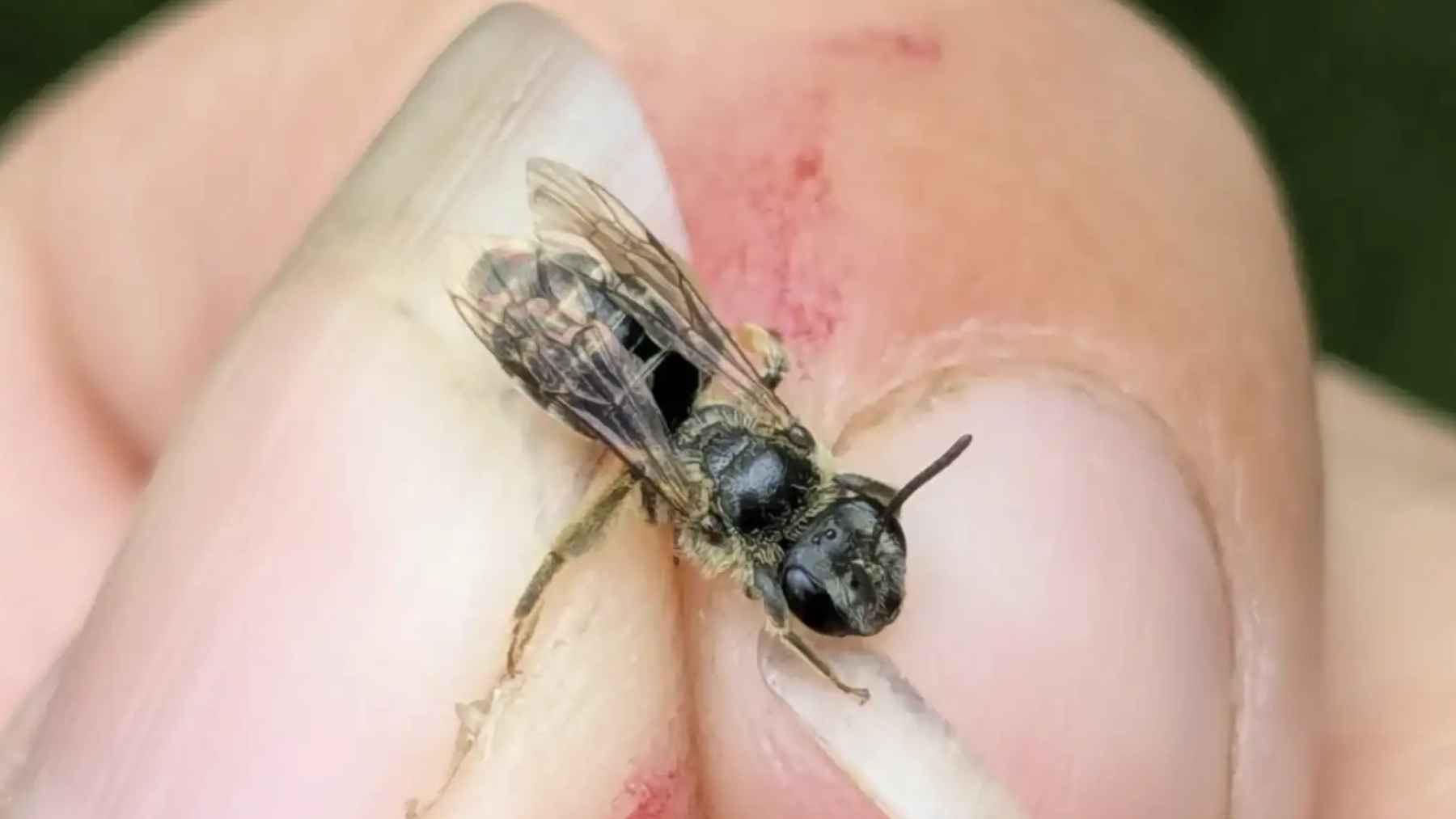 Primer plano de la abeja minera del castaño (Andrena rehni), redescubierta en un huerto de investigación de Syracuse, Nueva York
