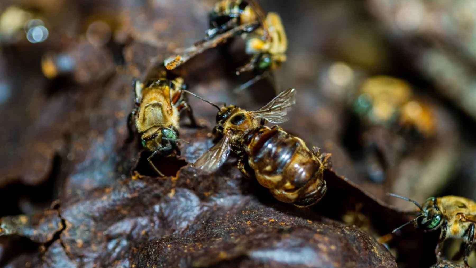 Primer plano de abejas sin aguijón en su colmena en la selva amazónica de Perú