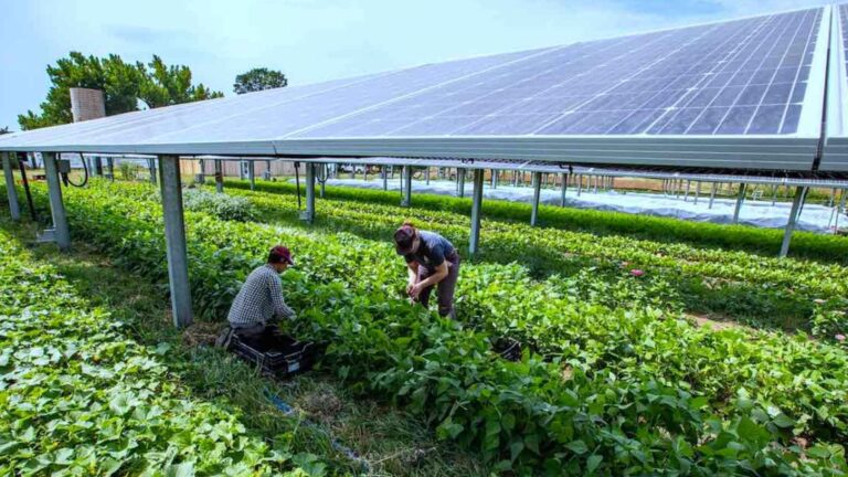Trabajadores agrícolas cosechan bajo paneles solares en un sistema agrivoltaico que reduce el estrés térmico