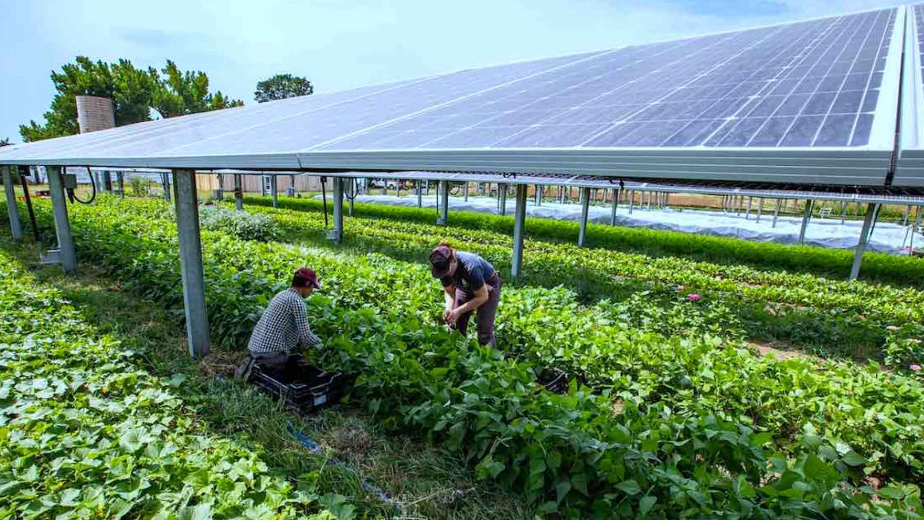 Trabajadores agrícolas cosechan bajo paneles solares en un sistema agrivoltaico que reduce el estrés térmico