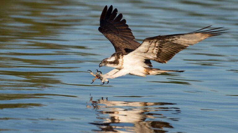 águila pescadora en humedales de Cantabria durante el invierno