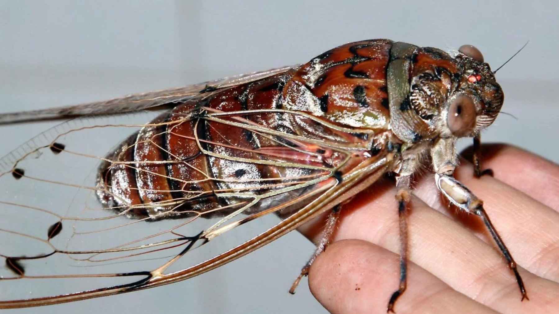 Cigarra sobre una mano con alas transparentes y venación visible