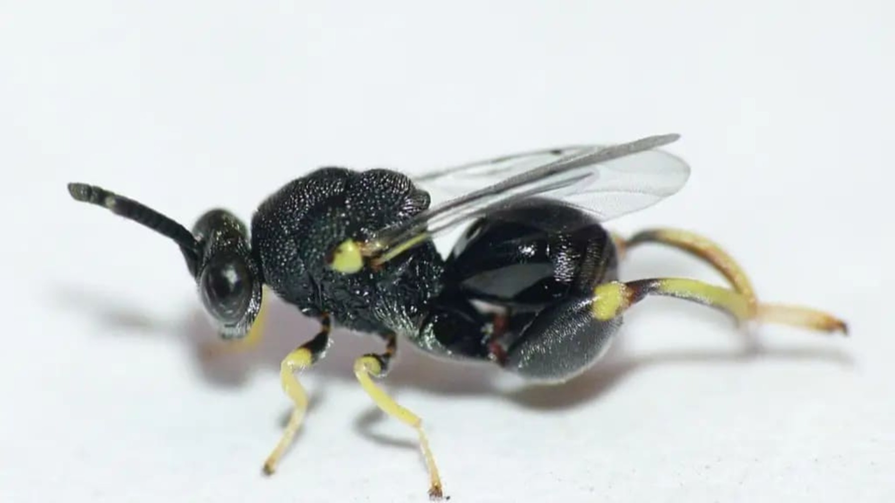 Ejemplar de la avispa parasitoide Brachymeria pandora detectada en Ecuador