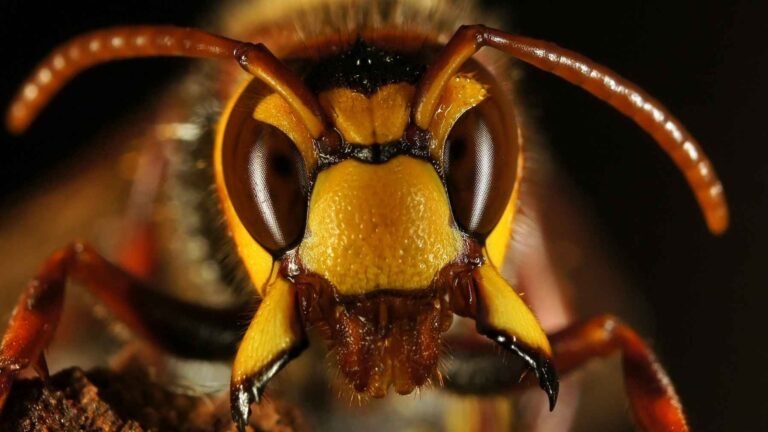 Primer plano de un avispón patas amarillas (Vespa velutina), especie invasora bajo vigilancia en Auckland