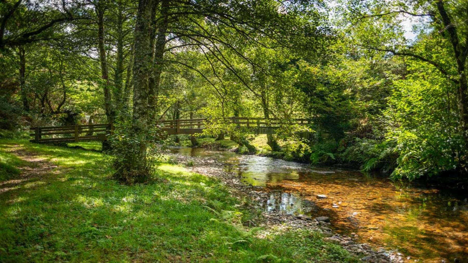 Ayudas a la silvicultura en Galicia en montes gallegos