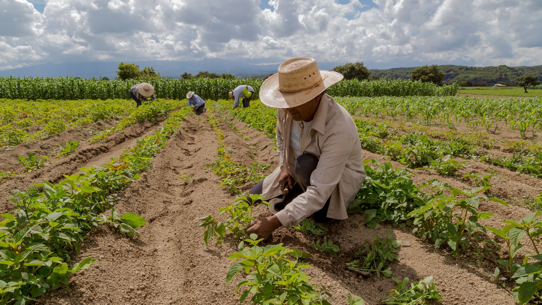 Agricultores trabajando el suelo en la Mixteca Alta, donde la UNAM ha identificado bacterias beneficiosas para la agricultura.
