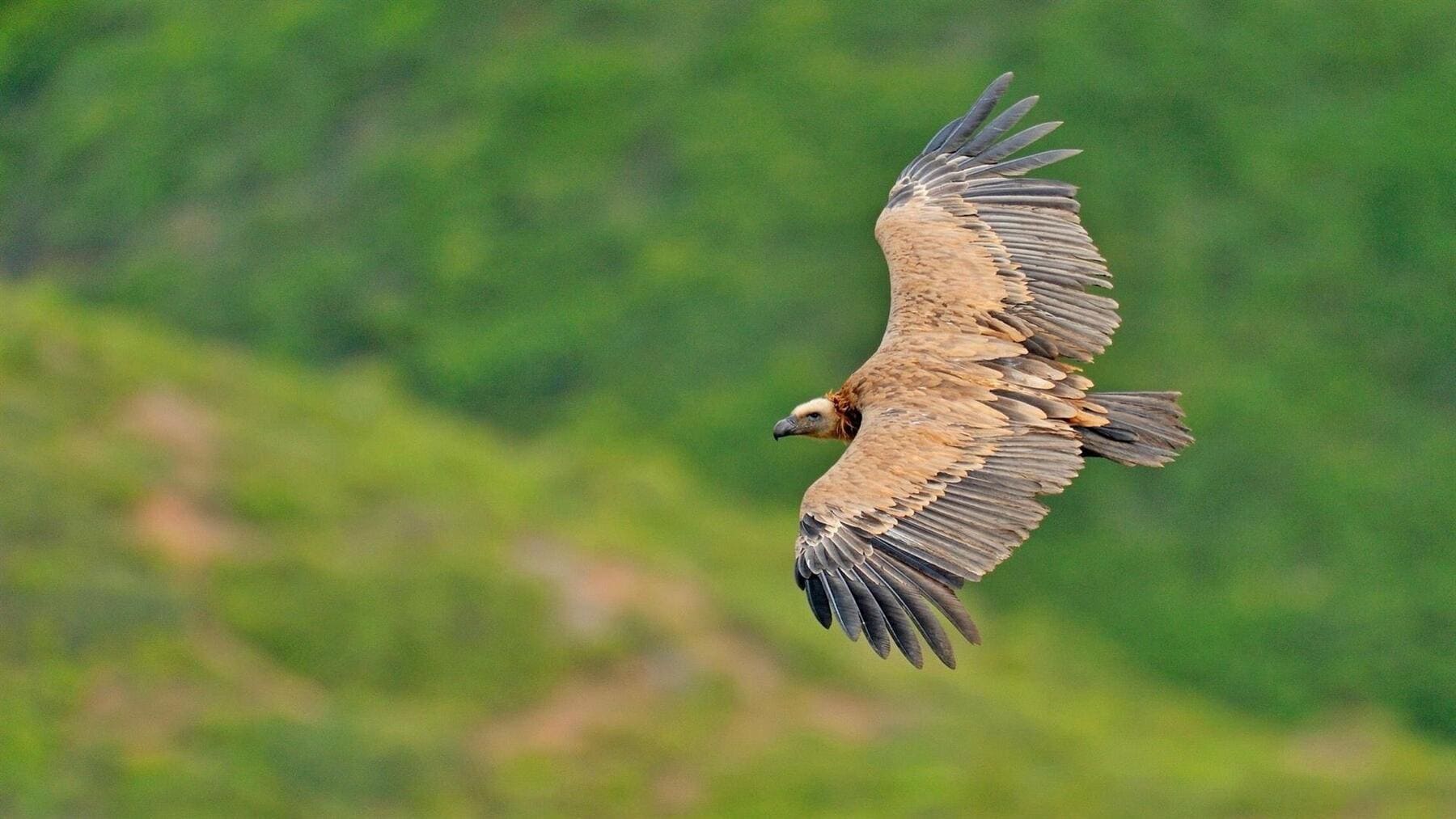 buitre leonado Hoces del Riaza volando en parque natural