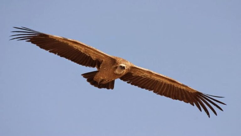Buitres leonados liberados en Huelva tras su recuperación en el CREA de Odiel