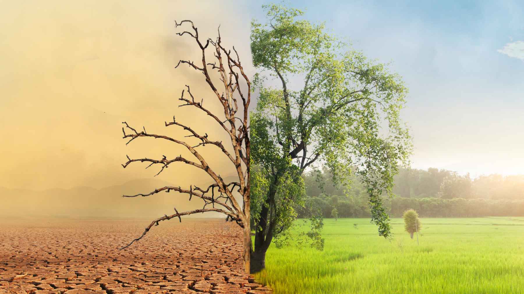 Paisaje dividido por el cambio climático, sequía con tierra agrietada y árbol seco frente a pradera verde y árbol sano