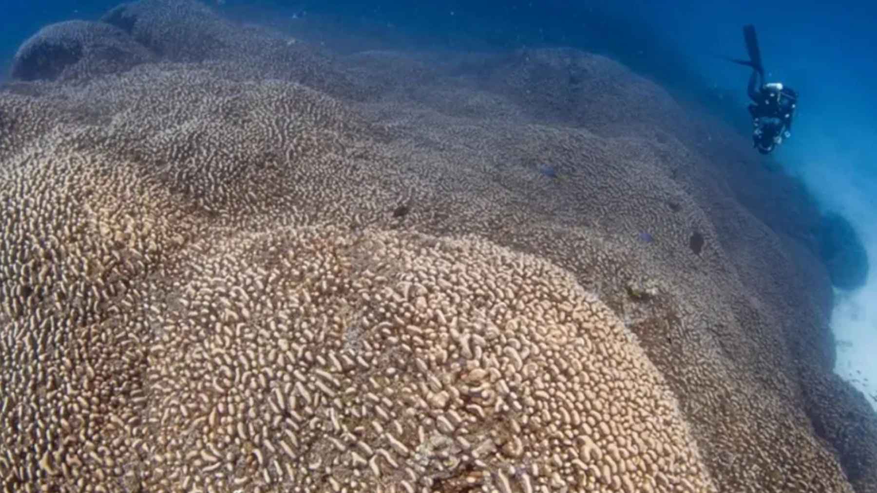 Buzo junto al coral gigante Pavona clavus de 34 metros en las Islas Salomón