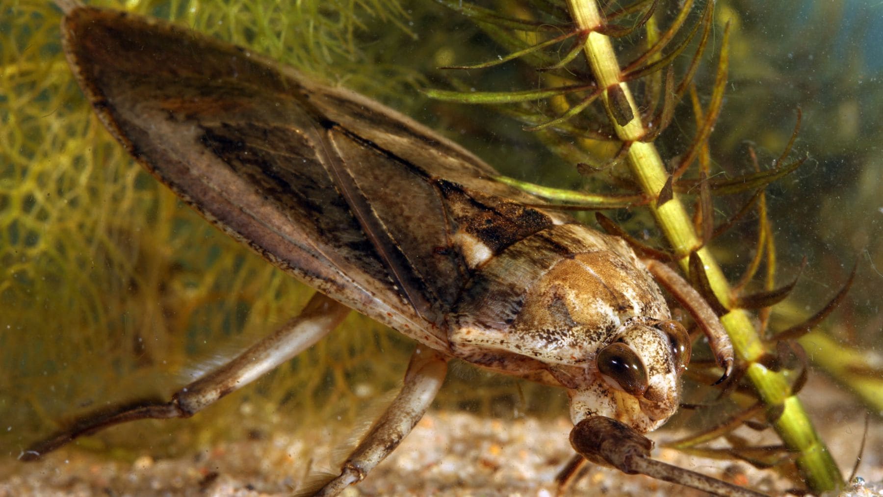 Chinche acuática gigante de la familia Belostomatidae, conocida como cucaracha de agua.