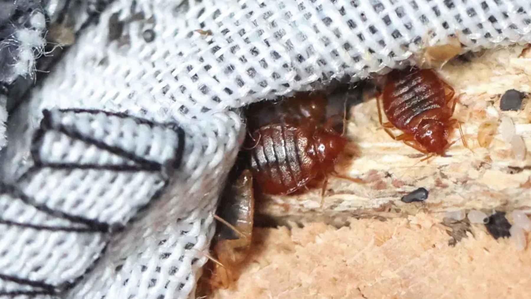 Primer plano de chinches de cama escondidas en la costura de un colchón junto a una tela