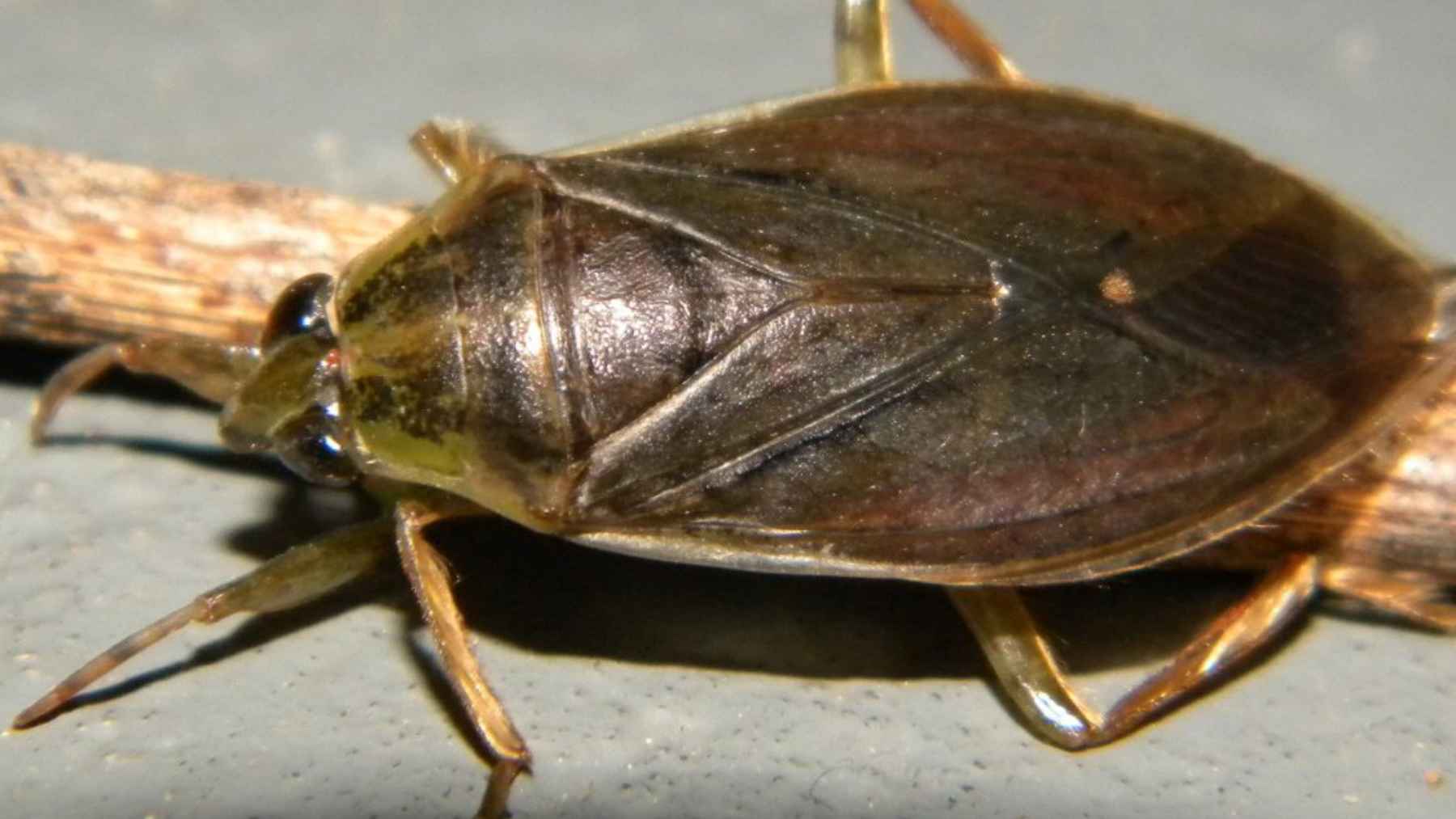 Chinche de agua (Belostomatidae) en primer plano, insecto acuático que vuela y se acerca a las luces en Buenos Aires