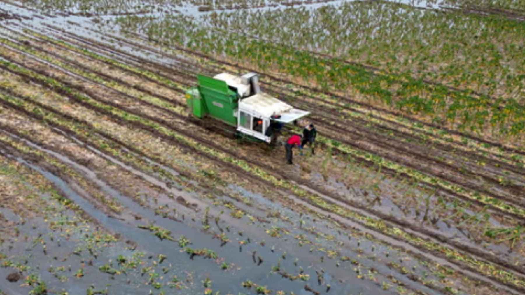 Campo de cultivo anegado por lluvias, símbolo de crisis climática y degradación de ecosistemas agrícolas