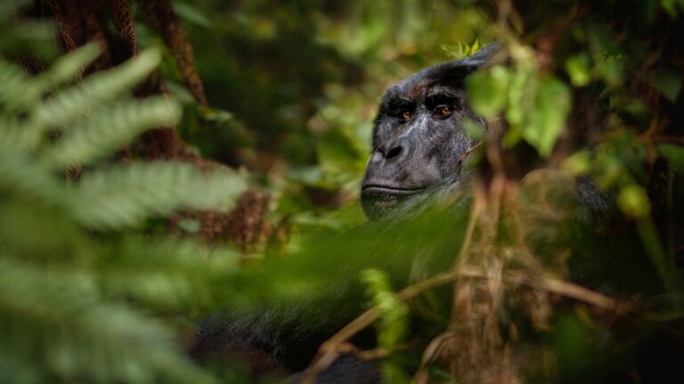 comportamiento homosexual en primates no humanos en su entorno natural