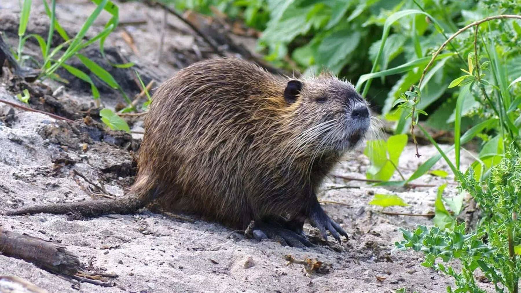 control del coipú en Girona en ríos urbanos