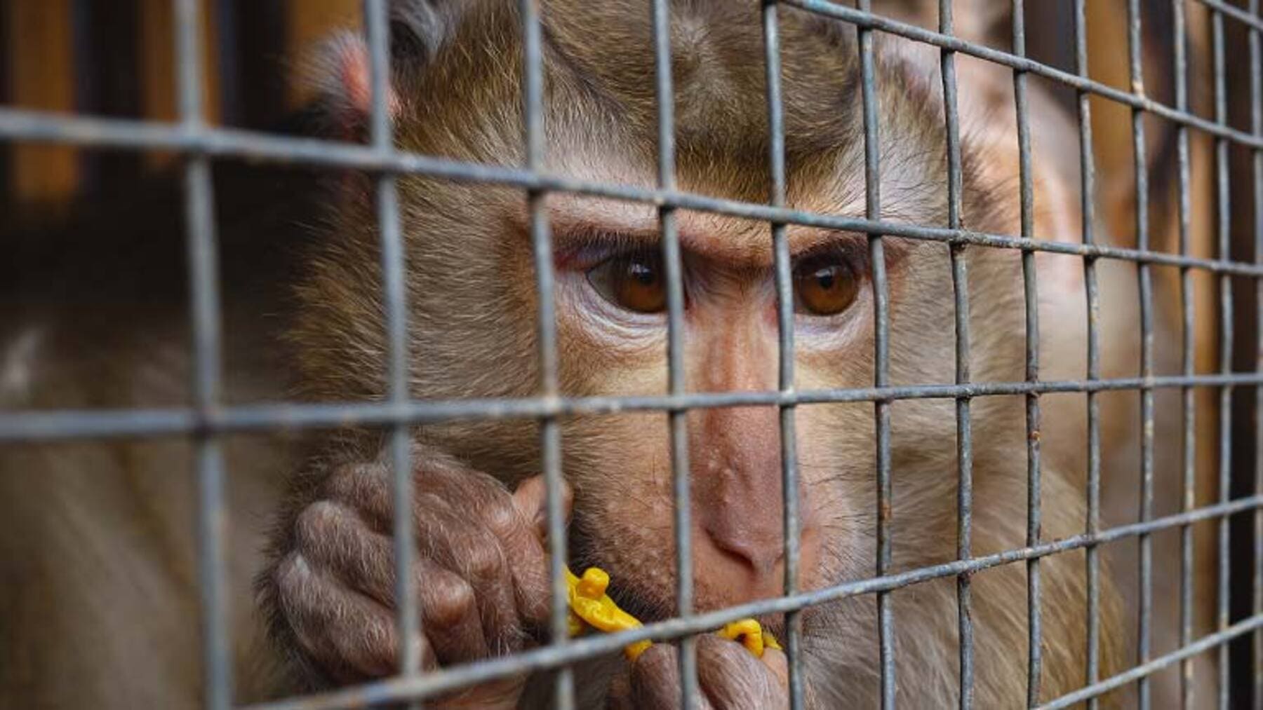 Confiscación de especies amenazadas en Reino Unido por tráfico ilegal