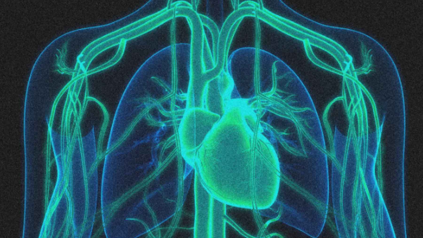 Ilustración del corazón y los vasos sanguíneos en el cuerpo humano