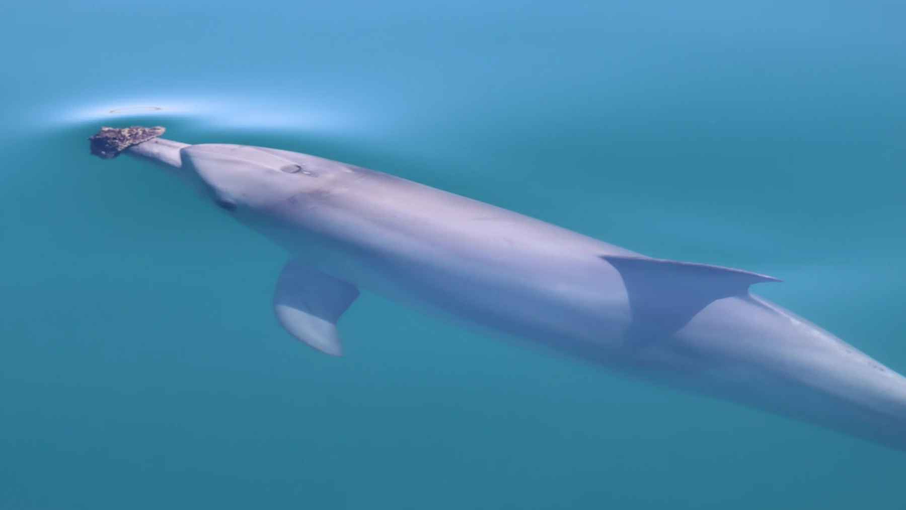 Delfín nariz de botella de Shark Bay cazando con una esponja en el hocico