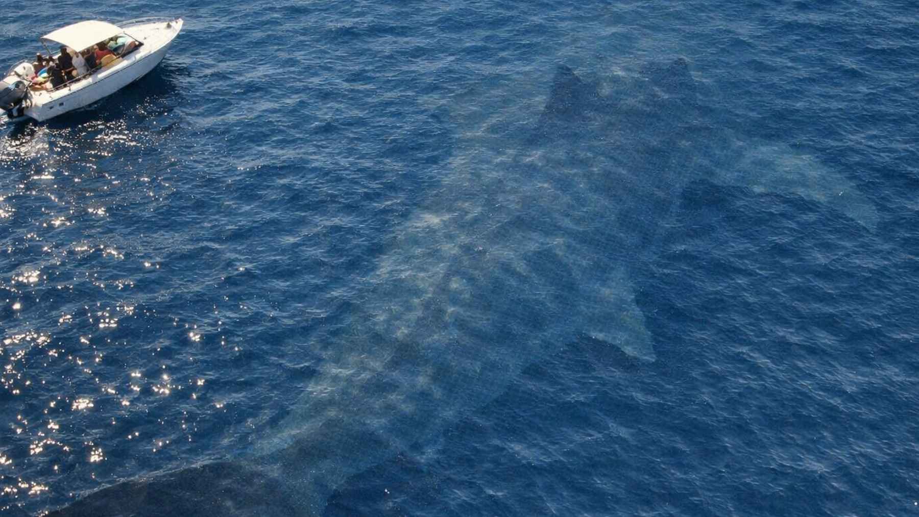 Sombra de un depredador marino gigante bajo el agua junto a una lancha en alta mar
