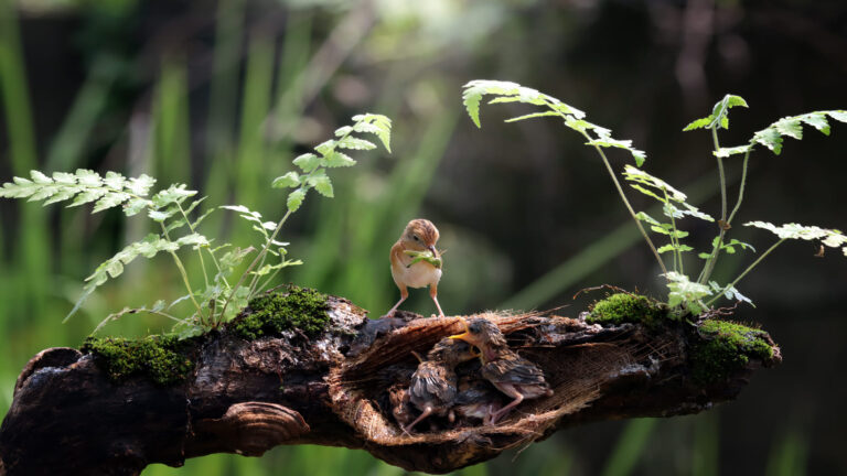 Financiación para la naturaleza frente a inversiones destructivas globales