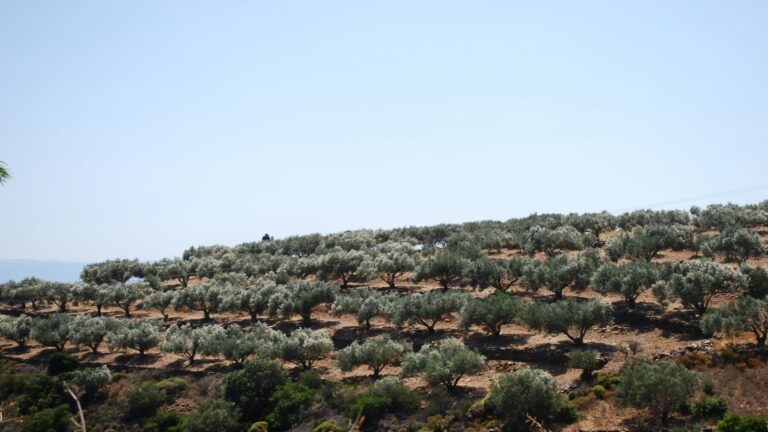 detección de glifosato en suelos de olivar mediante análisis científico