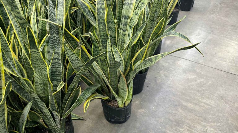 Plantas lengua de suegra (Sansevieria) en macetas negras, planta de interior resistente