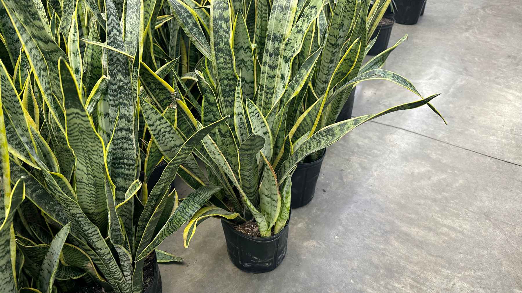 Plantas lengua de suegra (Sansevieria) en macetas negras, planta de interior resistente