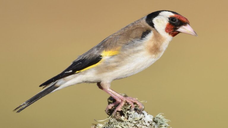 Uso indebido de la ciencia en la captura de aves