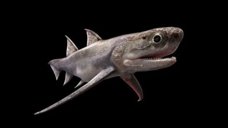 Origen de los peces con mandíbula tras una extinción masiva