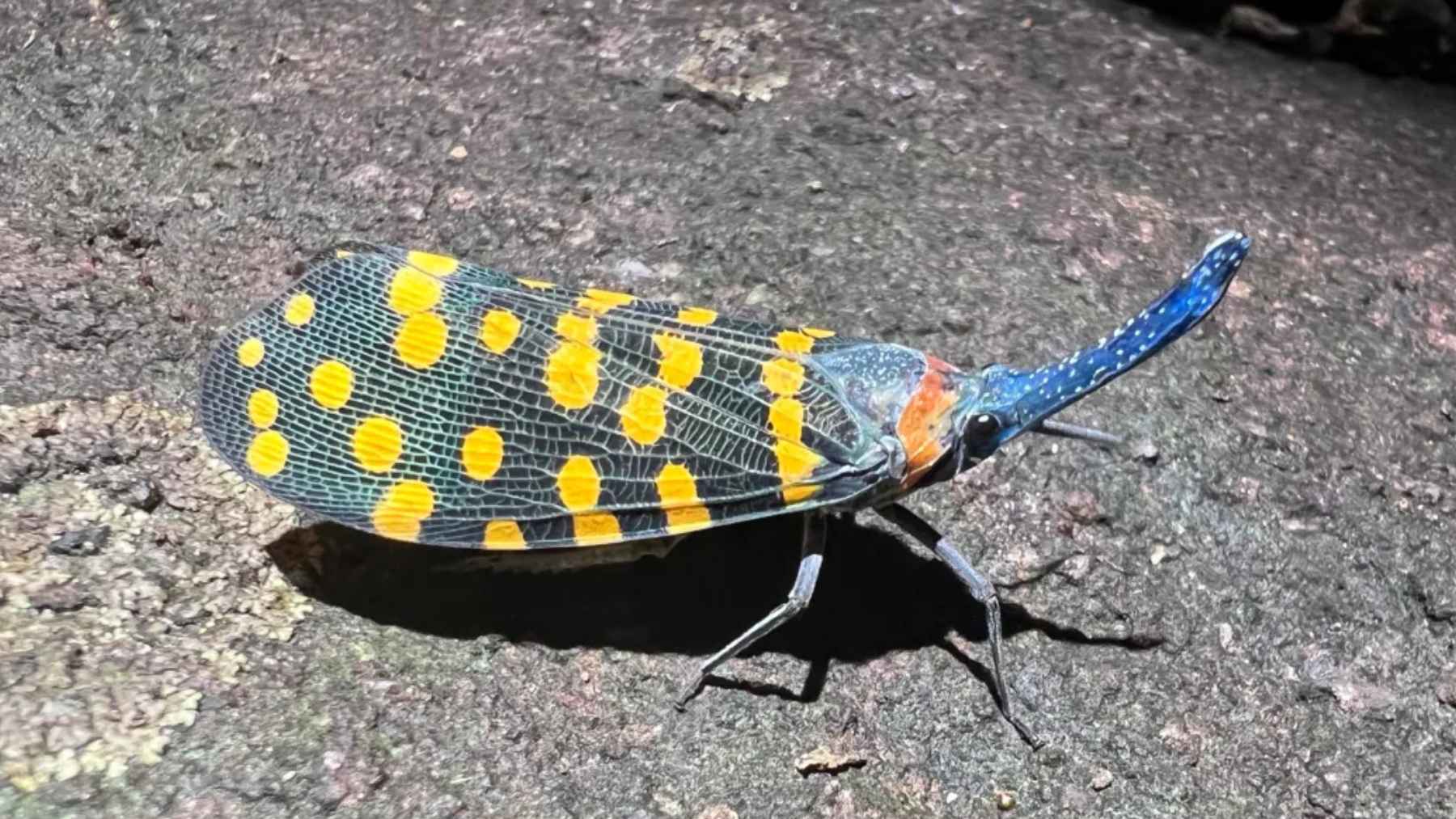 Insecto linterna de la India descubierto recientemente sobre una roca, ejemplo de nueva especie documentada
