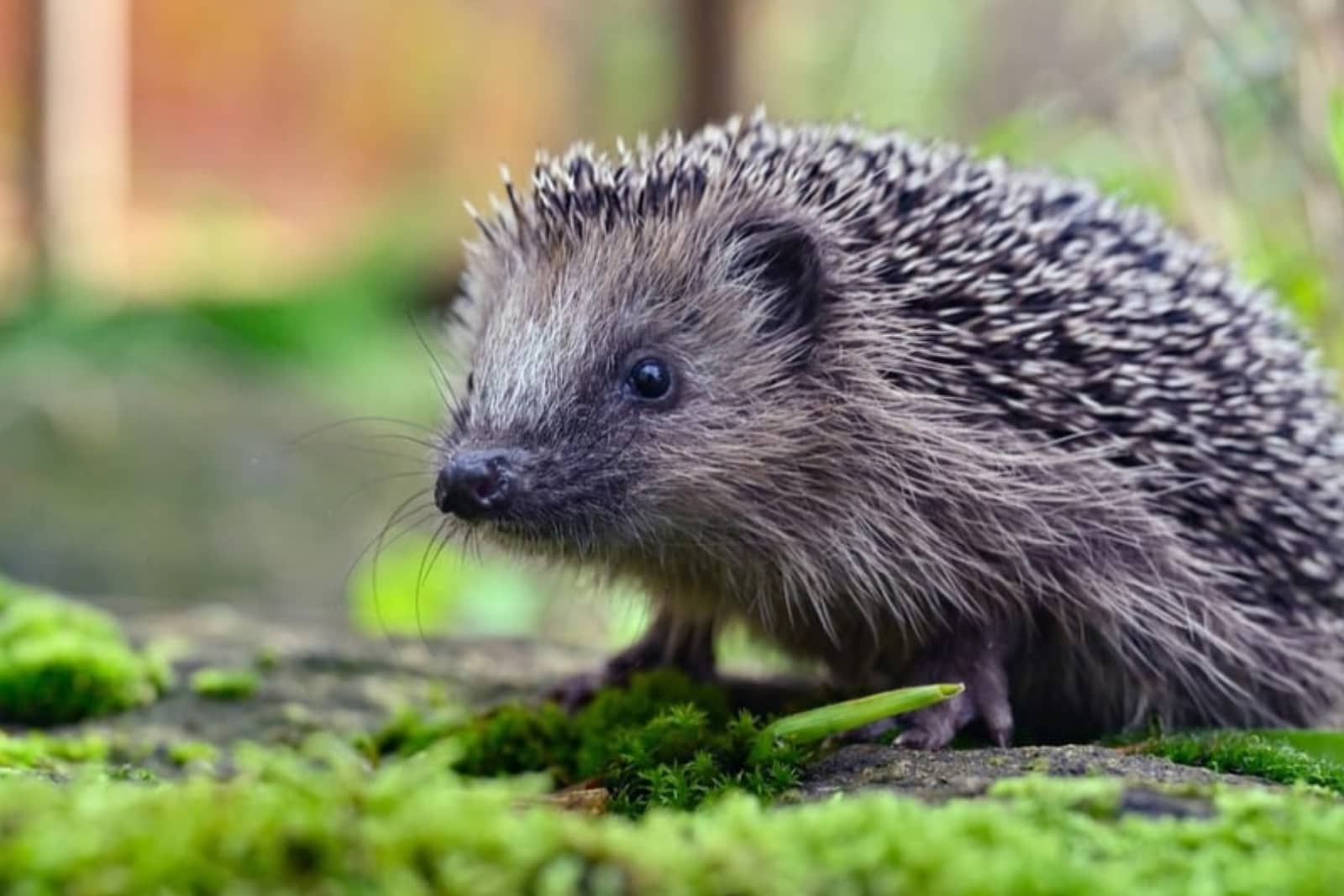 Erizo europeo en primer plano caminando sobre musgo en un entorno natural, con fondo desenfocado.