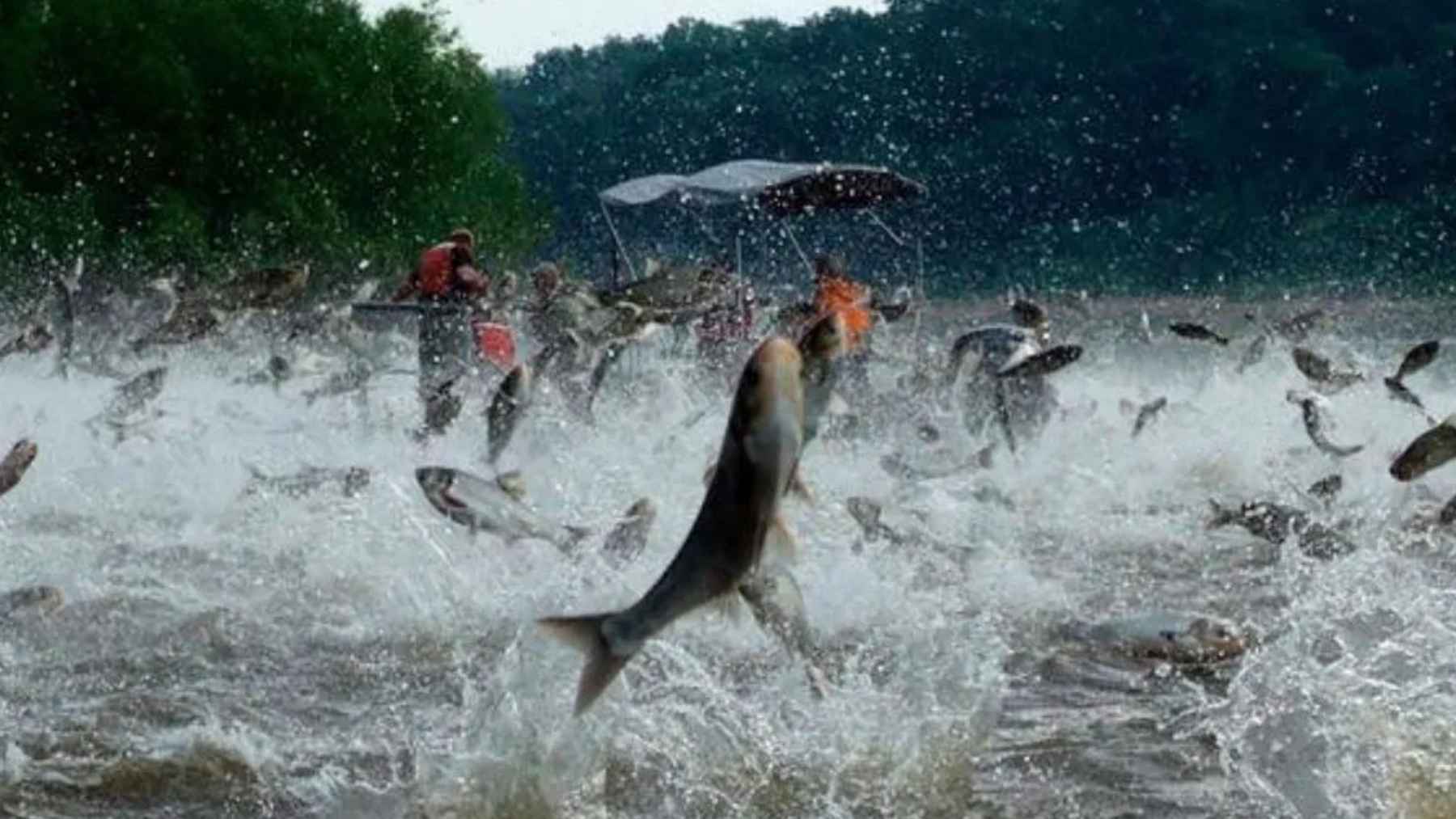 Carpa asiática saltando en un río de EEUU mientras equipos de control la frenan para proteger los Grandes Lagos