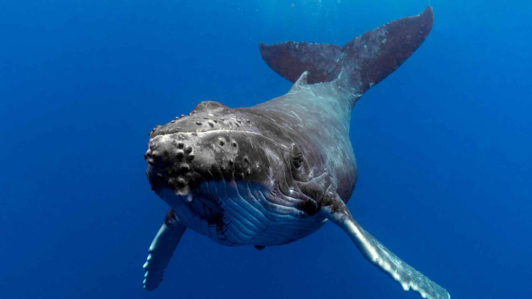 Ballena yubarta bajo el agua, clave en la fertilización oceánica y la captura de carbono según un nuevo estudio científico