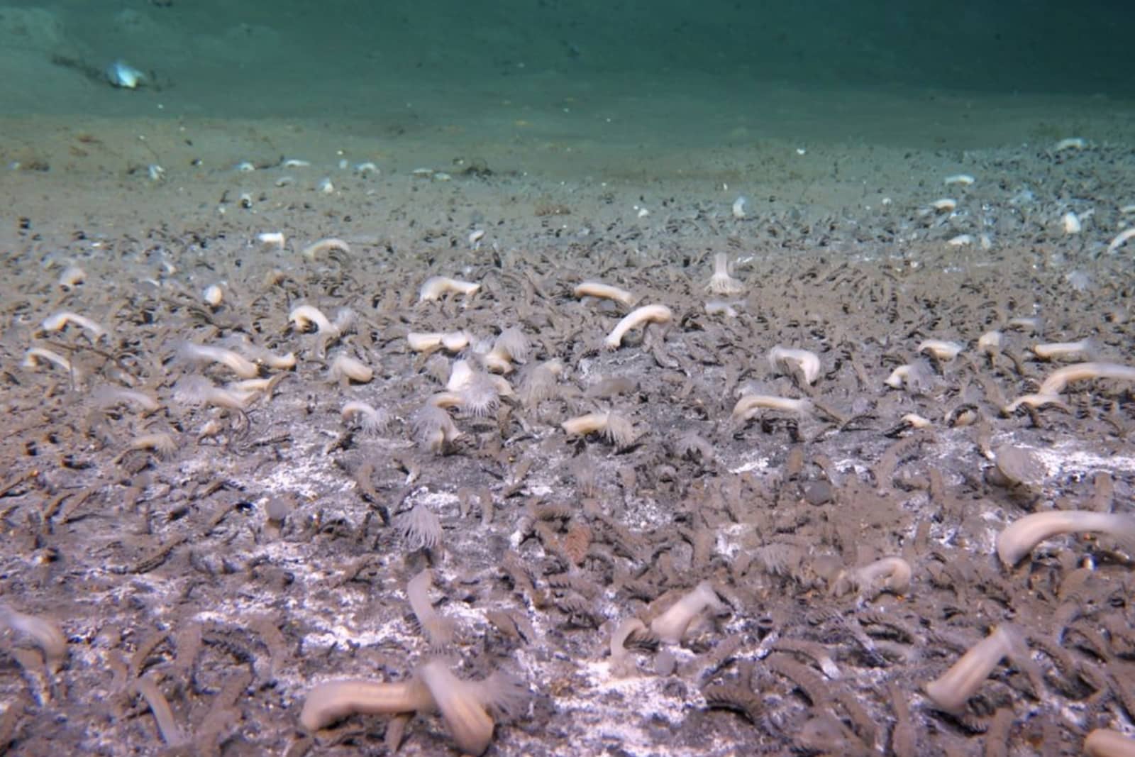 Fondo marino profundo cubierto de invertebrados bentónicos, con numerosos gusanos marinos y pequeñas anémonas sobre sedimento.